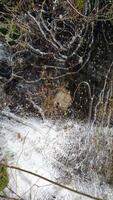 aquarelle représentant la glace dans le Nord de Suède photo