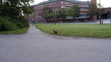 Stockholm, Suède, L'Europe  - septembre 25, 2019 une sauvage lièvre dans le ville est en mangeant herbe paisible photo