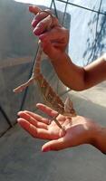 une caméléon dans le sien mains photo