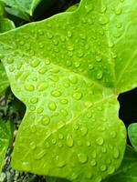 du froid rosée gouttes sur le vert feuilles de une plante photo