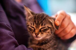 Jeune mignonne chaton câlins avec le sien Humain photo