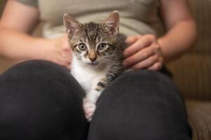 Jeune mignonne chaton câlins avec le sien Humain photo