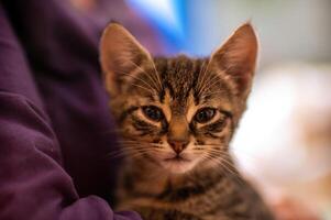 Jeune mignonne chaton câlins avec le sien Humain photo