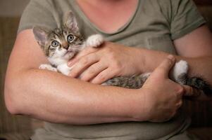 Jeune mignonne chaton câlins avec le sien Humain photo