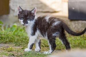 Jeune mignonne chaton avec curiosité regards à le caméra photo