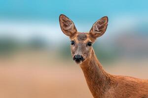 un coloré portrait de une magnifique cerf biche photo