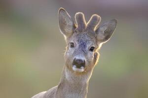 un portrait de une jolie chevreuil dans été photo