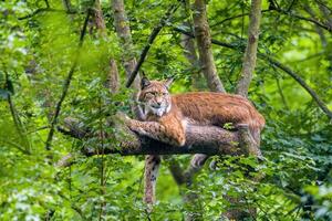 un Beau Lynx cache dans coloré printemps forêt photo