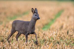 un magnifique cerf biche permanent sur une récolté champ dans l'automne photo