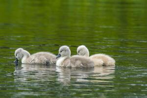 cygne famille dans la nature réserve Lac photo