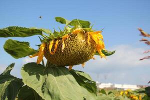 tournesols grandir sur une collectif ferme champ dans nord Israël. photo