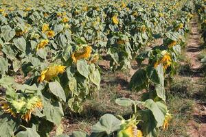 tournesols grandir sur une collectif ferme champ dans nord Israël. photo