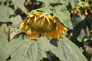 tournesols grandir sur une collectif ferme champ dans nord Israël. photo