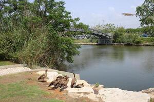 le pont a été construit plus de une gorge et une l'eau obstacle. photo