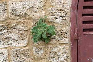 vert les plantes et fleurs grandir sur le des pierres. photo