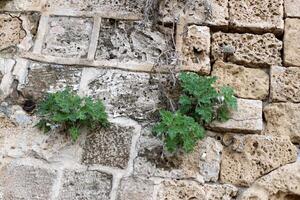 vert les plantes et fleurs grandir sur le des pierres. photo