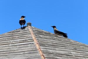 canopée pour protection de le chaud Soleil dans une ville parc. photo