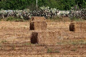 paille est le sec tiges de céréale cultures restant après battage. photo