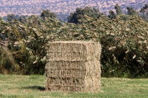 paille est le sec tiges de céréale cultures restant après battage. photo