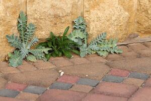 vert les plantes et fleurs grandir sur le chaussée et trottoir. photo