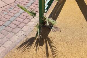 vert les plantes et fleurs grandir sur le chaussée et trottoir. photo