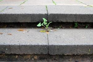 vert les plantes et fleurs grandir sur le chaussée et trottoir. photo