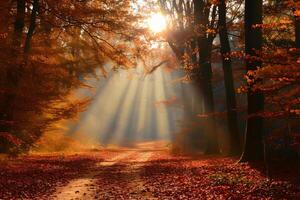 photo lumière du soleil qui passe par l'automne des arbres
