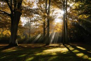 photo lumière du soleil qui passe par l'automne des arbres