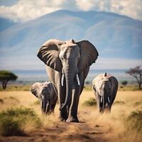 photo éléphants dans amboseli nationale parc Kenya Afrique