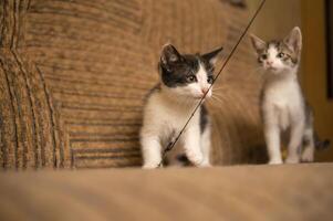 espiègle chaton Fratrie se défouler autour photo