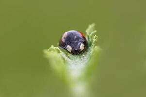 coccinelle est assis sur une vert feuille photo