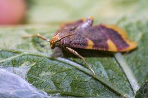 peu insecte sur vert plante dans le magnifique la nature photo