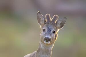 un portrait de une jolie chevreuil dans été photo