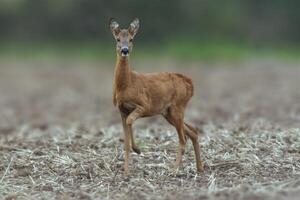 un magnifique cerf biche permanent sur une récolté champ dans l'automne photo