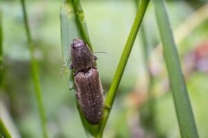 peu scarabée dans le vert la nature saison jardin photo