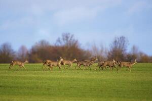 une groupe de cerf dans une champ dans printemps photo