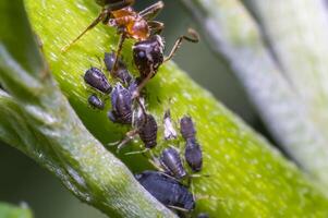 peu insecte sur vert plante dans le magnifique la nature photo