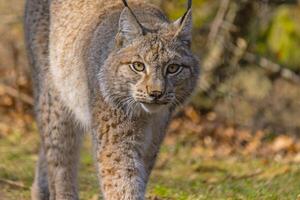 mignonne Jeune Lynx dans le coloré région sauvage forêt photo