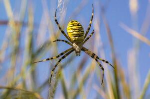 peu guêpe araignée regards mignonne dans le caméra sur Prairie photo