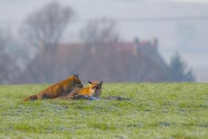 Jeune Renard couple à une Renard la grotte photo