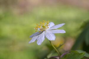 bosquet vent fleur dans le vert saison forêt photo