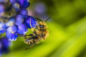 sauvage abeille à bleu jacinthe fleur pour fête des mères photo