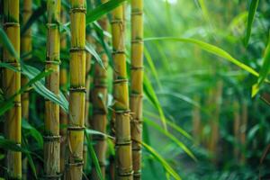 sucre canne tiges sur plantation. photo