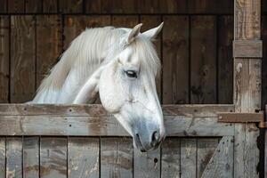 fermer de une blanc cheval à l'intérieur le sien stable photo