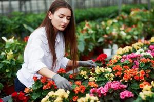 travailleuse prenant soin des fleurs dans la serre