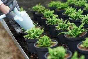 vue rapprochée des mains dans les gants travaillant avec les plantes dans les pots