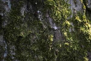 vert mousse sur une écorce de arbre. photo