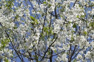 le fleur branches de arbre dans printemps. photo