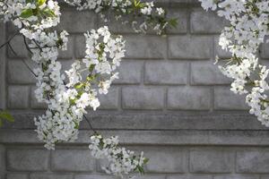 le fleur branches de arbre dans printemps. photo