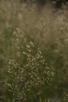 paniqué plante proche en haut. Naturel Contexte. photo